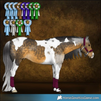Horse Color:Buckskin Tobiano 