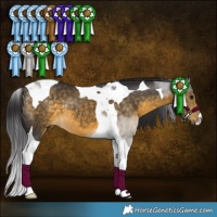 Horse Color:Buckskin Tobiano 