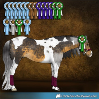 Horse Color:Buckskin Tobiano 