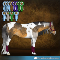 Horse Color:Buckskin Tobiano