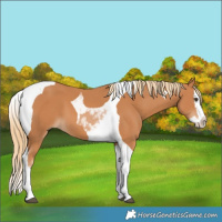 Horse Color:Chestnut Splash Tobiano 