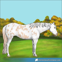 Horse Color:Gold Champagne Dun Appaloosa 