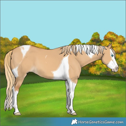 Horse Color:Red Dun Splash Tobiano 