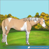 Horse Color:Red Dun Splash Tobiano 