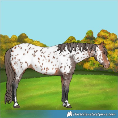 Horse Color:Bay Appaloosa 