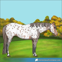 Horse Color:Bay Appaloosa 