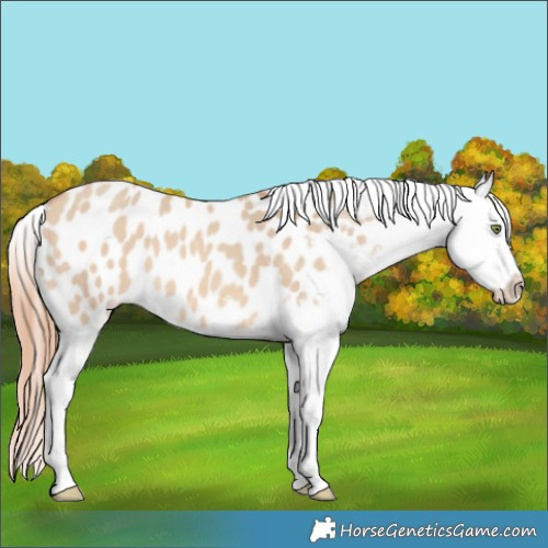Horse Color:Amber Champagne Dun Appaloosa 