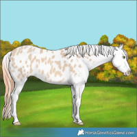 Horse Color:Amber Champagne Dun Blanket 