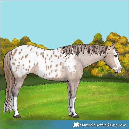 Horse Color:Bay Dun Splash Appaloosa 