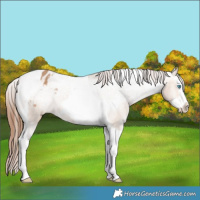 Horse Color:Bay Dun Splash Tobiano Varnish Rabicano 