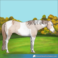 Horse Color:Bay Dun Splash Tobiano Appaloosa Rabicano 