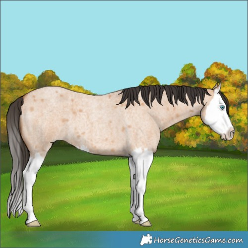 Horse Color:Bay Roan Dun Splash 