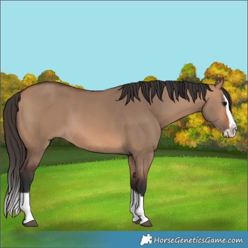 Horse Color:Bay Dun Splash 