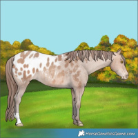 Horse Color:Amber Champagne Appaloosa 