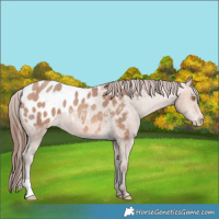 Horse Color:Amber Champagne Appaloosa 