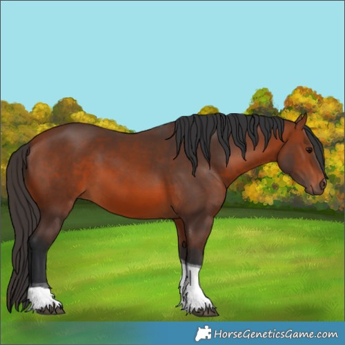 Horse Color:Bay Tobiano 