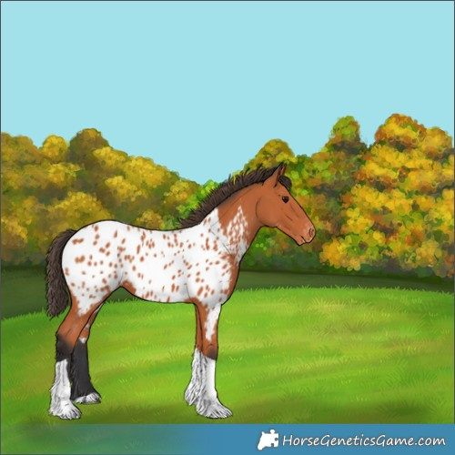 Horse Color:Bay Tobiano Appaloosa 