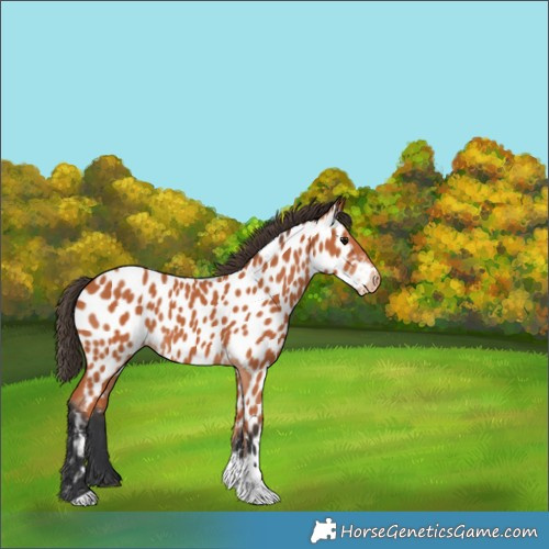 Horse Color:Bay Tobiano Near Leopard