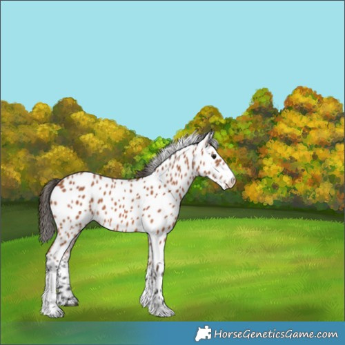 Horse Color:Bay Tobiano Appaloosa 