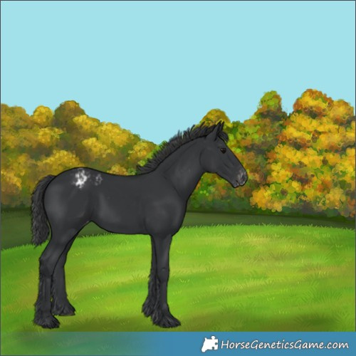 Horse Color:Black Appaloosa