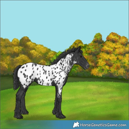 Horse Color:Black Near Leopard