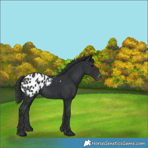 Horse Color:Black Appaloosa