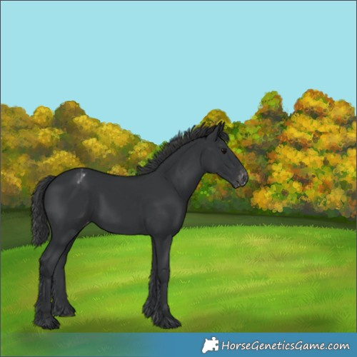 Horse Color:Black Varnish 