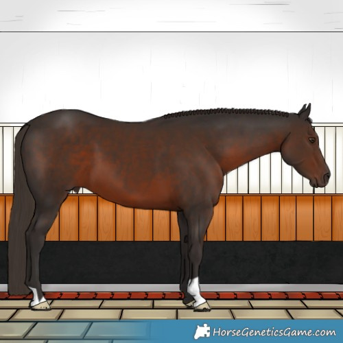 Horse Color:Liver Chestnut 