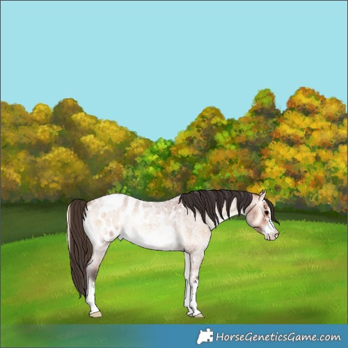 Horse Color:Bay Roan Onyx Sabino Appaloosa Rabicano 