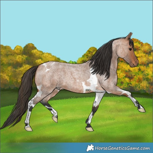 Horse Color:Bay Roan Tobiano 