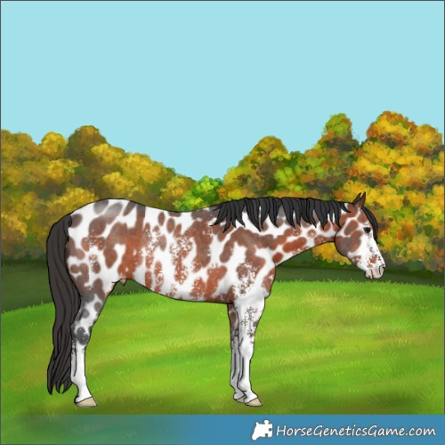 Horse Color:Brown Sabino Appaloosa Rabicano 