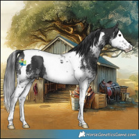 Horse Color:White Spotted Black Splash Tobiano Rabicano 