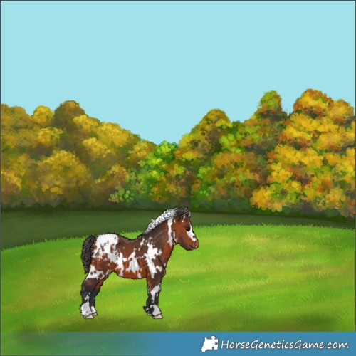 Horse Color:White Spotted Bay Appaloosa 
