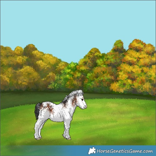 Horse Color:White Spotted Brown 