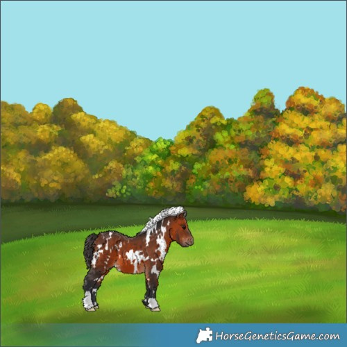 Horse Color:White Spotted Bay 