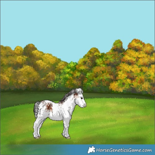 Horse Color:White Spotted Bay 