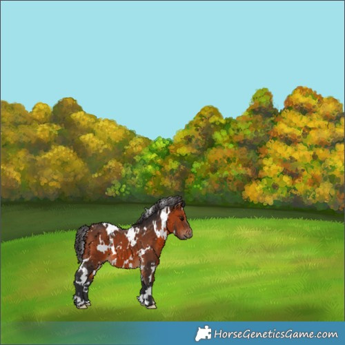 Horse Color:White Spotted Bay 