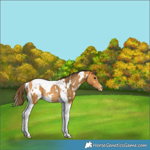 Horse Color:White Spotted Buckskin Tobiano Appaloosa Rabicano 