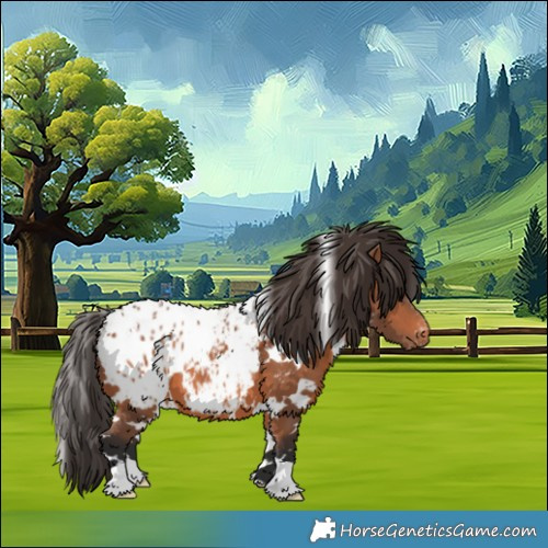 Horse Color:White Spotted Bay Appaloosa