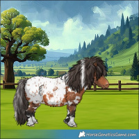 Horse Color:White Spotted Bay Appaloosa