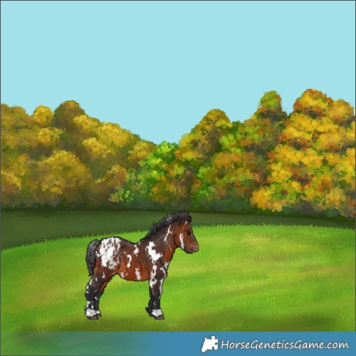 Horse Color:White Spotted Brown Appaloosa 