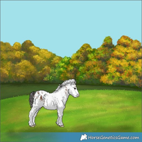 Horse Color:White Spotted Bay Appaloosa 