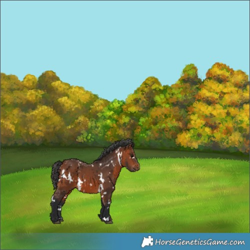 Horse Color:White Spotted Bay 