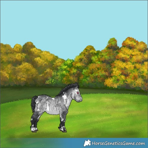 Horse Color:White Spotted Bay Chinchilla 