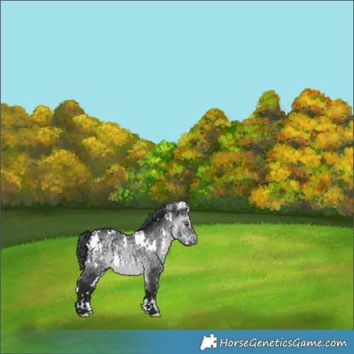 Horse Color:White Spotted Brown Chinchilla 