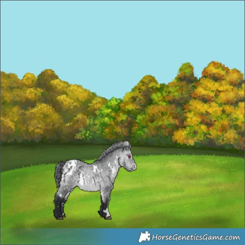 Horse Color:White Spotted Bay Chinchilla Appaloosa 