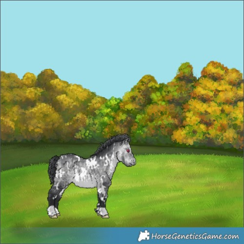 Horse Color:White Spotted Bay Chinchilla 