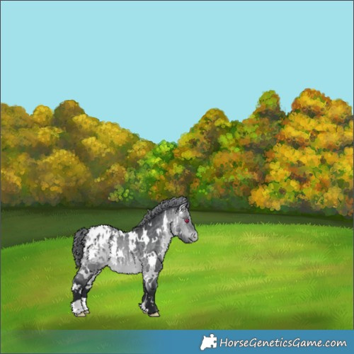 Horse Color:White Spotted Bay Chinchilla Appaloosa 
