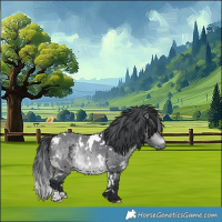 Horse Color:White Spotted Bay Chinchilla 