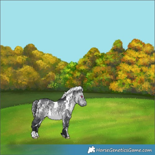 Horse Color:White Spotted Bay Chinchilla 